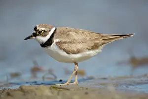 Silt: Little Ringed Plover