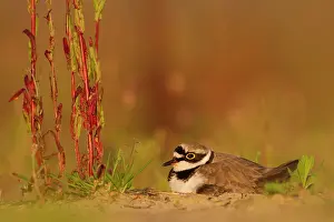 Someren: Little Ringed Plover