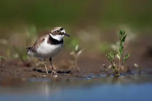 Charadrius: Little Ringed Plover