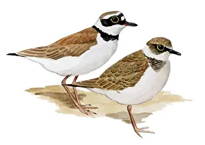 Charadrius: Little Ringed Plover