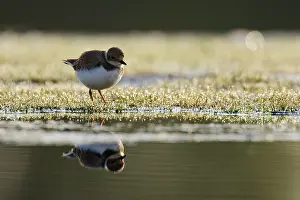 Charadrius: Little Ringed Plover