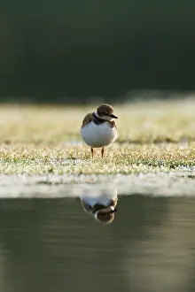 Charadrius: Little Ringed Plover
