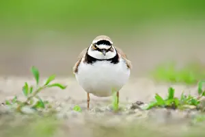 Charadrius: Little Ringed Plover