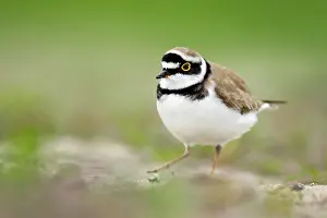 Charadrius: Little Ringed Plover