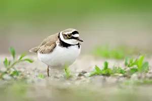 Charadrius: Little Ringed Plover