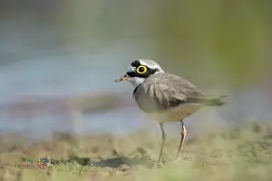 Charadrius: Little Ringed Plover