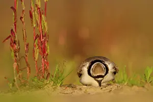 Charadrius: Little Ringed Plover