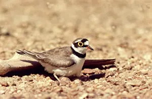 Joanna Van Gruisen: LITTLE RINGED PLOVER
