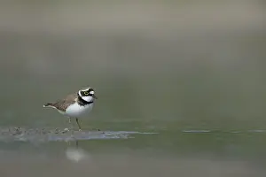 Charadrius: Little Ringed Plover
