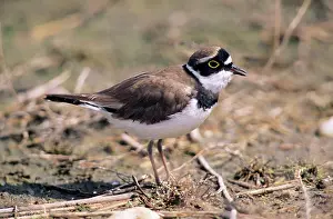 Dubius: Little Ringed PLOVER - Adult calling