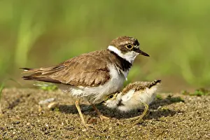 Charadrius: Little Ringed Plover, adult and chick on a bank