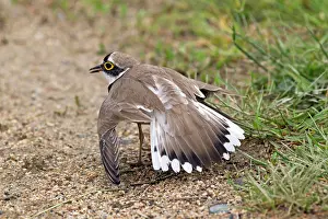 Plovers: Little Ringed Plover - adult faking injury to distract