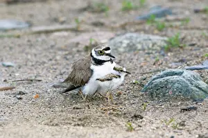 Tending: Little Ringed Plover - adult tending chicks Bulgaria