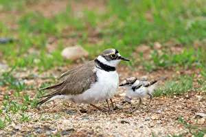 Tending: Little Ringed Plover - adult tending chicks Bulgaria