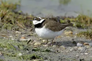 Dubius: Little Ringed Plover - alert to bird of prey flying overhead