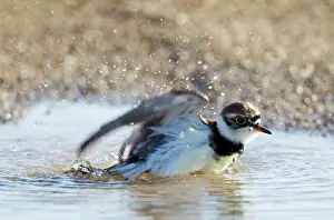 Puddles: Little-ringed Plover - bathing in puddle