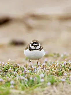 Dubius: Little Ringed Plover on beech among spring flowers