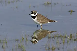 Dubius: Little Ringed Plover - bird's reflection in lake