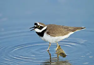 Dubius: Little-ringed Plover - calling