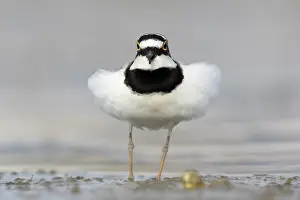 Plovers: Little Ringed Plover (Charadrius dubius), front