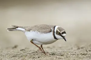 Charadrius: Little Ringed Plover (Charadrius dubius) female foraging