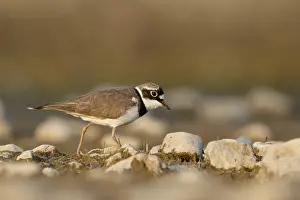 Charadrius: Little Ringed Plover (Charadrius dubius) male