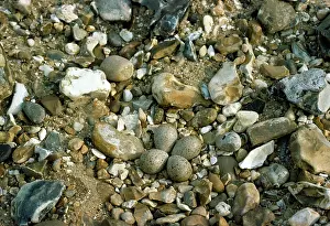Dubius: Little Ringed Plover - eggs