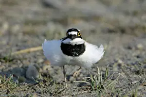 Coursthip: Little Ringed Plover - frontal view, male displaying