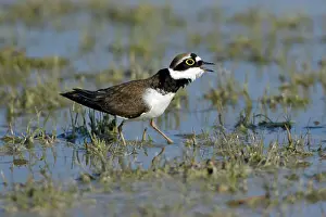 Coursthip: Little Ringed Plover - male bird courtship displaying