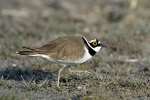 Coursthip: Little Ringed Plover - male displaying to female