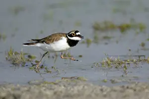 Coursthip: Little Ringed Plover - male displaying to female