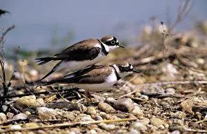 Dubius: Little-Ringed PLOVER - mating