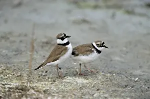 Dubius: Little Ringed PLOVER - Pair courtship displaying