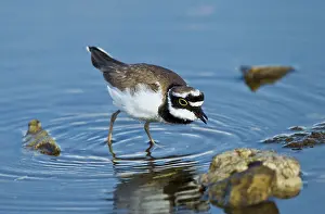 Dubius: Little-ringed Plover - searching for food