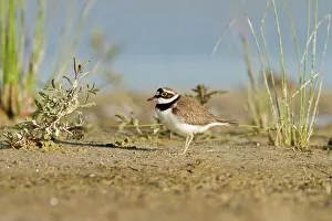 Plovers: Little Ringed Plover - walking on shore