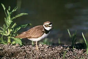 Plovers: LITTLE RINGED PLOVER - by water