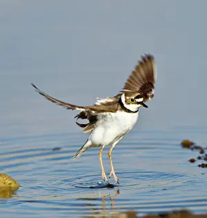 Dubius: Little-ringed Plover - wing stretching