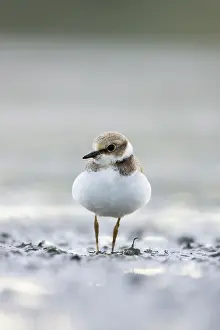 Dubius: Little Ringed Plover - In winter plumage