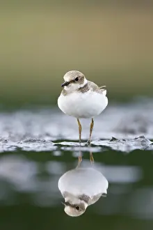 Dubius: Little Ringed Plover - In winter plumage