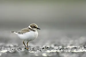 Dubius: Little Ringed Plover - In winter plumage