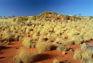 Spinifex: Little Sandy Desert