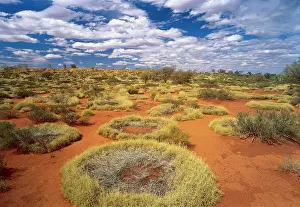 Spinifex: Little Sandy Desert, Western Australia