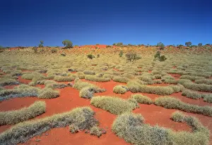 Spinifex: Little Sandy Desert, Western Australia - Spinifex