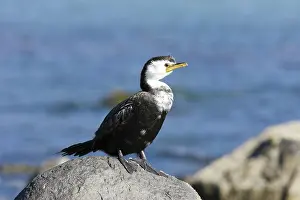 Shags: Little Shag