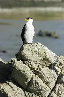 Shags: Little Shag