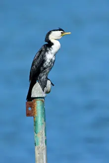 Melanoleucos: Little Shag - sitting on an old pipe looking out