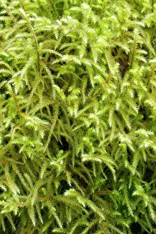 Bryidae: Little shaggy-moss - Plougastel-Daoulas, Finistere