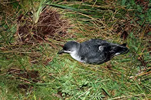 Puffinus: Little Shearwater - on ground