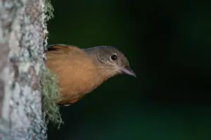 Shrikethrush: Little Shrikethrush - feeding on a tree trunk