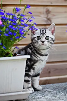 Concentration: Little silver tabby British Shorthair kitten in